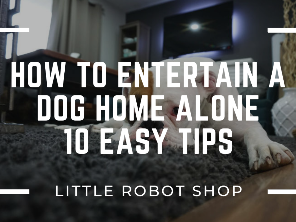 how to keep your dog entertained when home alone