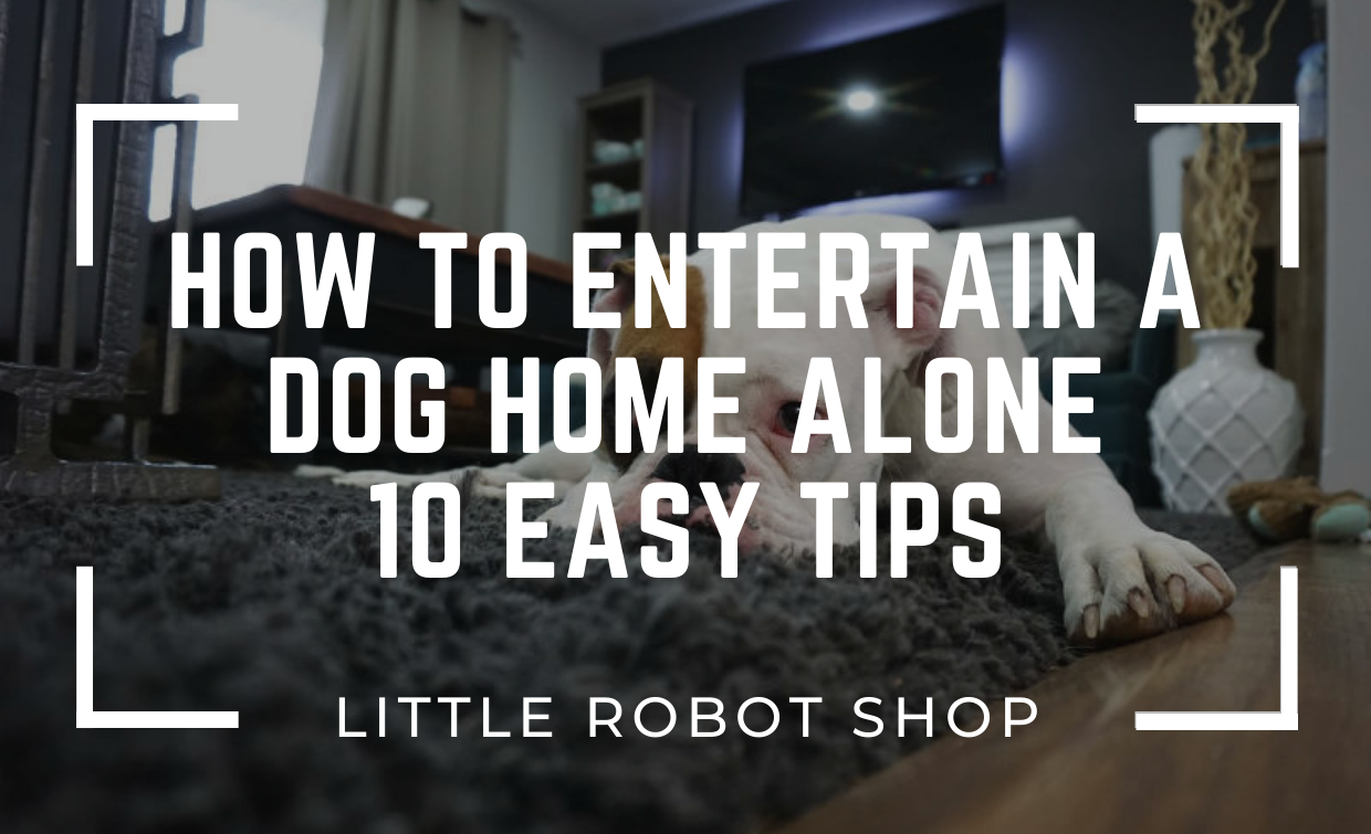 how_to_entertain_a_dog_home_alone.jpg