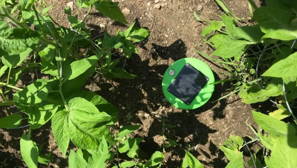 Tertill garden weeding robot does not require any power outlet, as it can be powered by solar energy