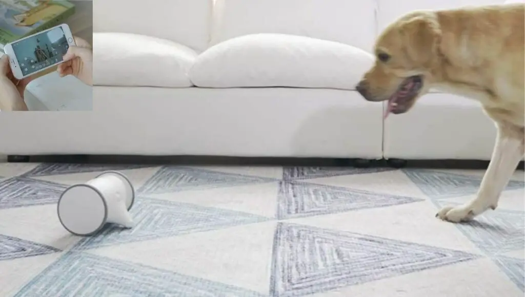 You can easily be monitoring your pet with skymee owl robotwhen you are outside of your homes