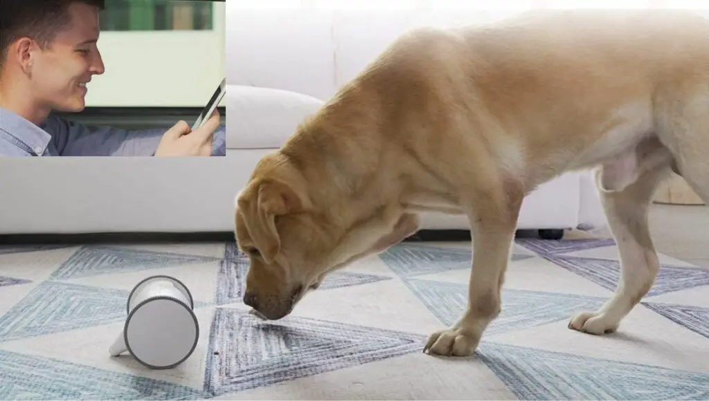 A man monitoring his pet dog with skymee owl robot