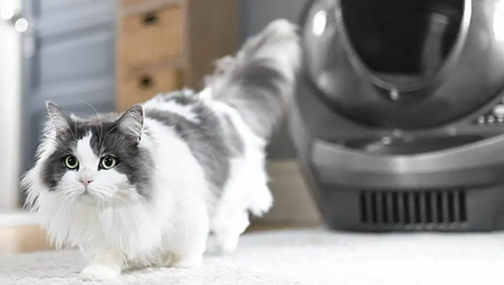 A cute cat outside of the robotics litter robot 3 boxes