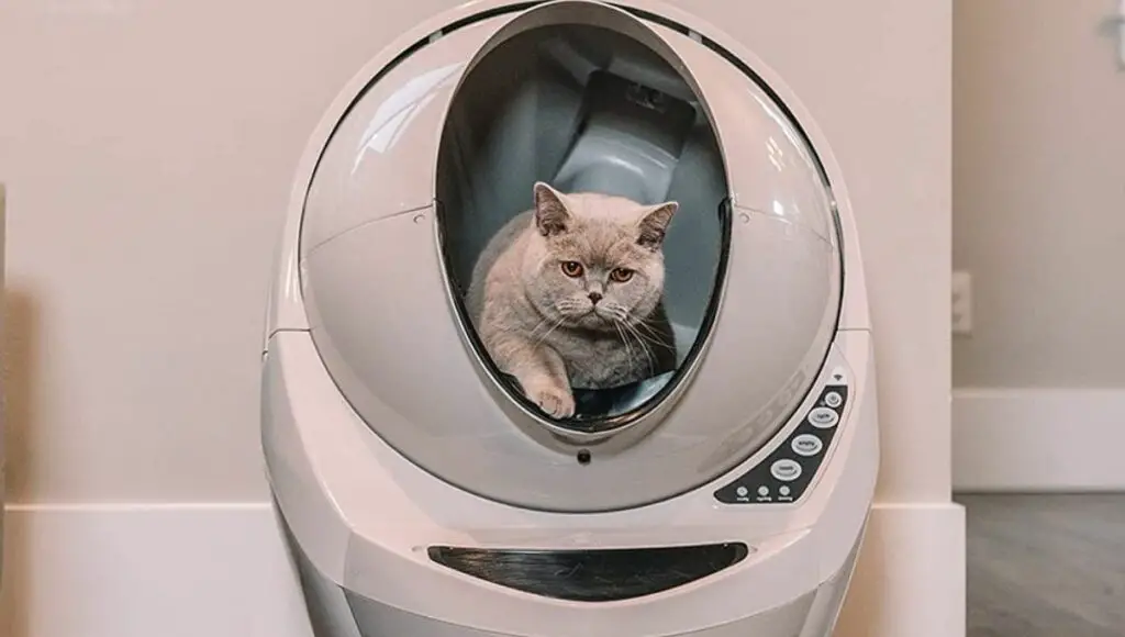 A cat sitting inside the litter robot 3 self-cleaning litter box