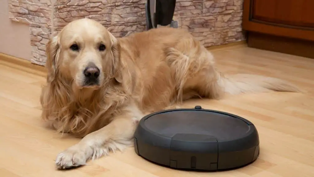 A Golden Labrador dog sat behind a Roombs